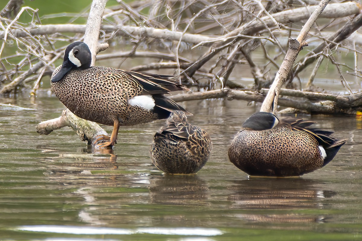 Blue-winged Teal - ML525081131