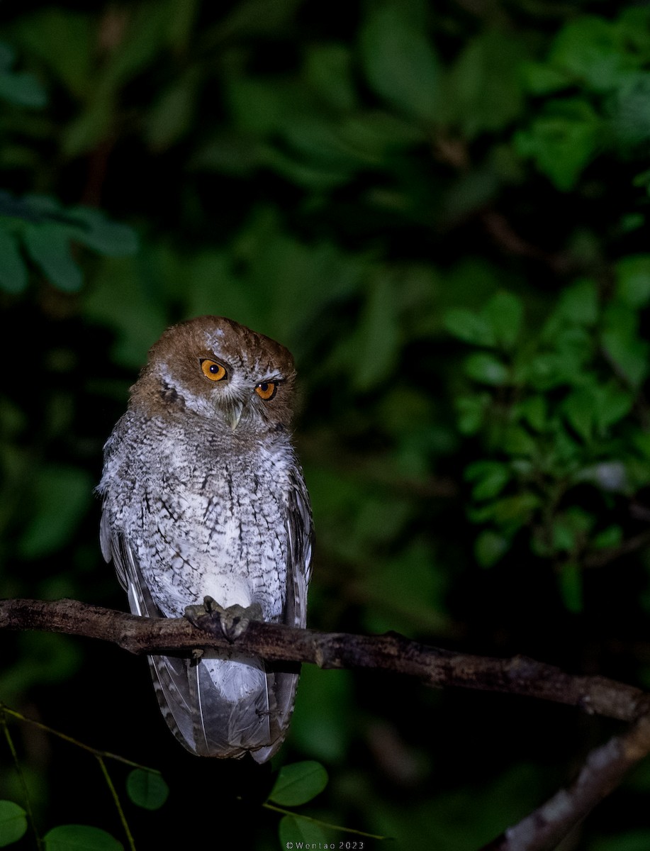 Puerto Rican Owl - ML525085861