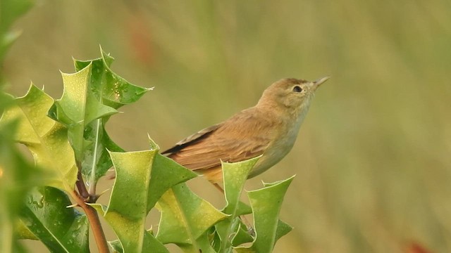 Booted Warbler - ML525089261