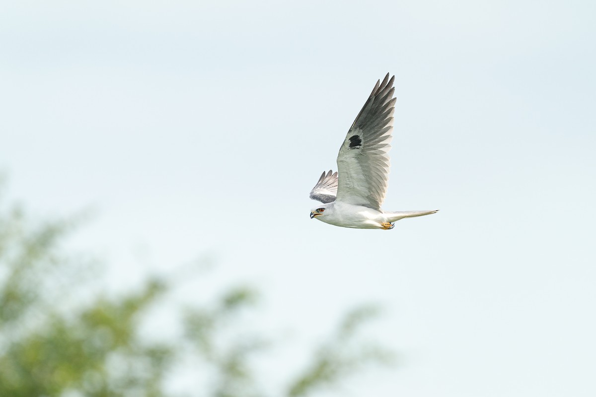 White-tailed Kite - Jérémy Calvo