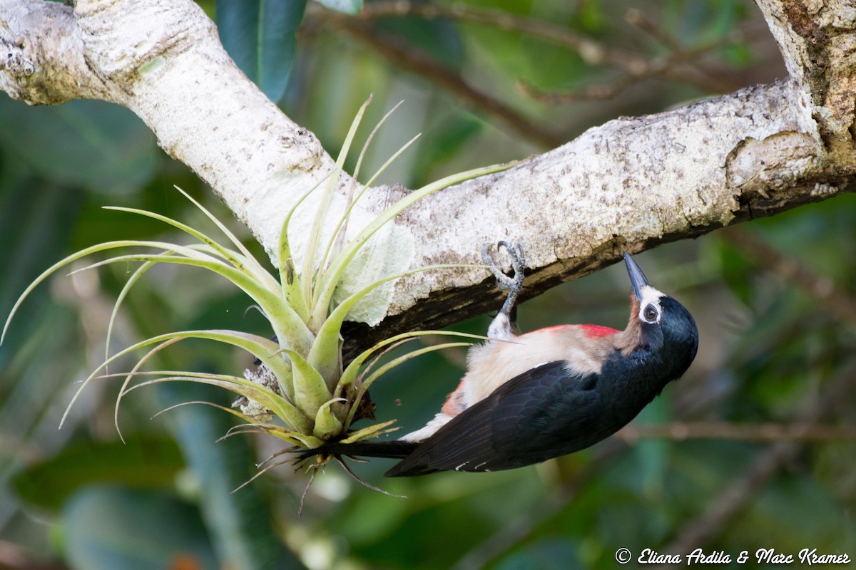 Puerto Rican Woodpecker - ML52509321