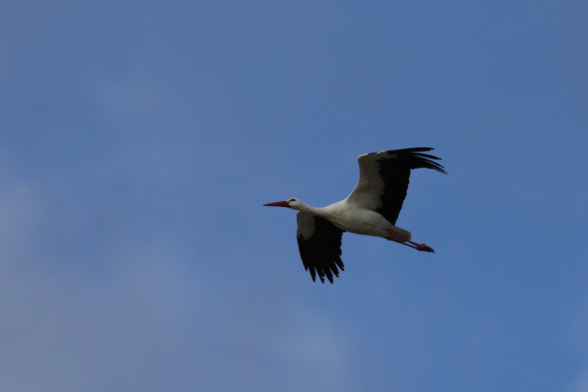 White Stork - ML525100311