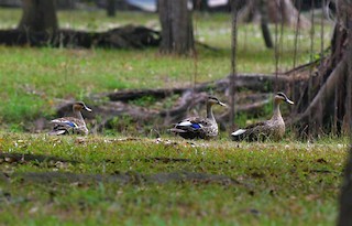 Indian Spot-billed Duck, ML525110091