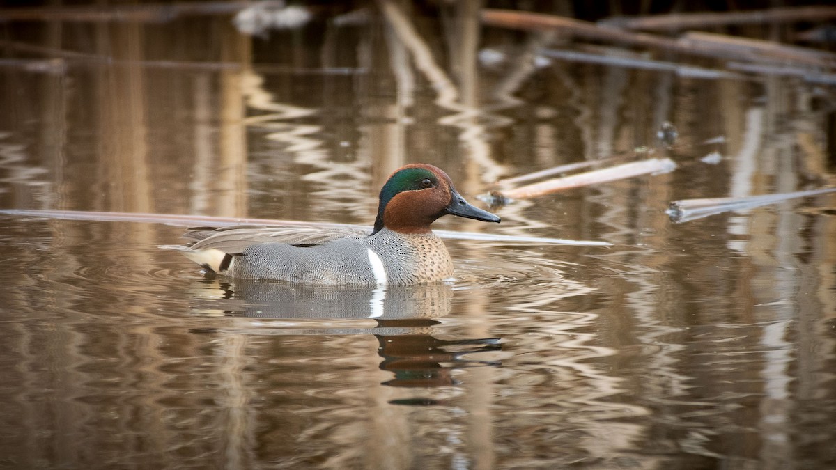 Green-winged Teal - Charlie Shields