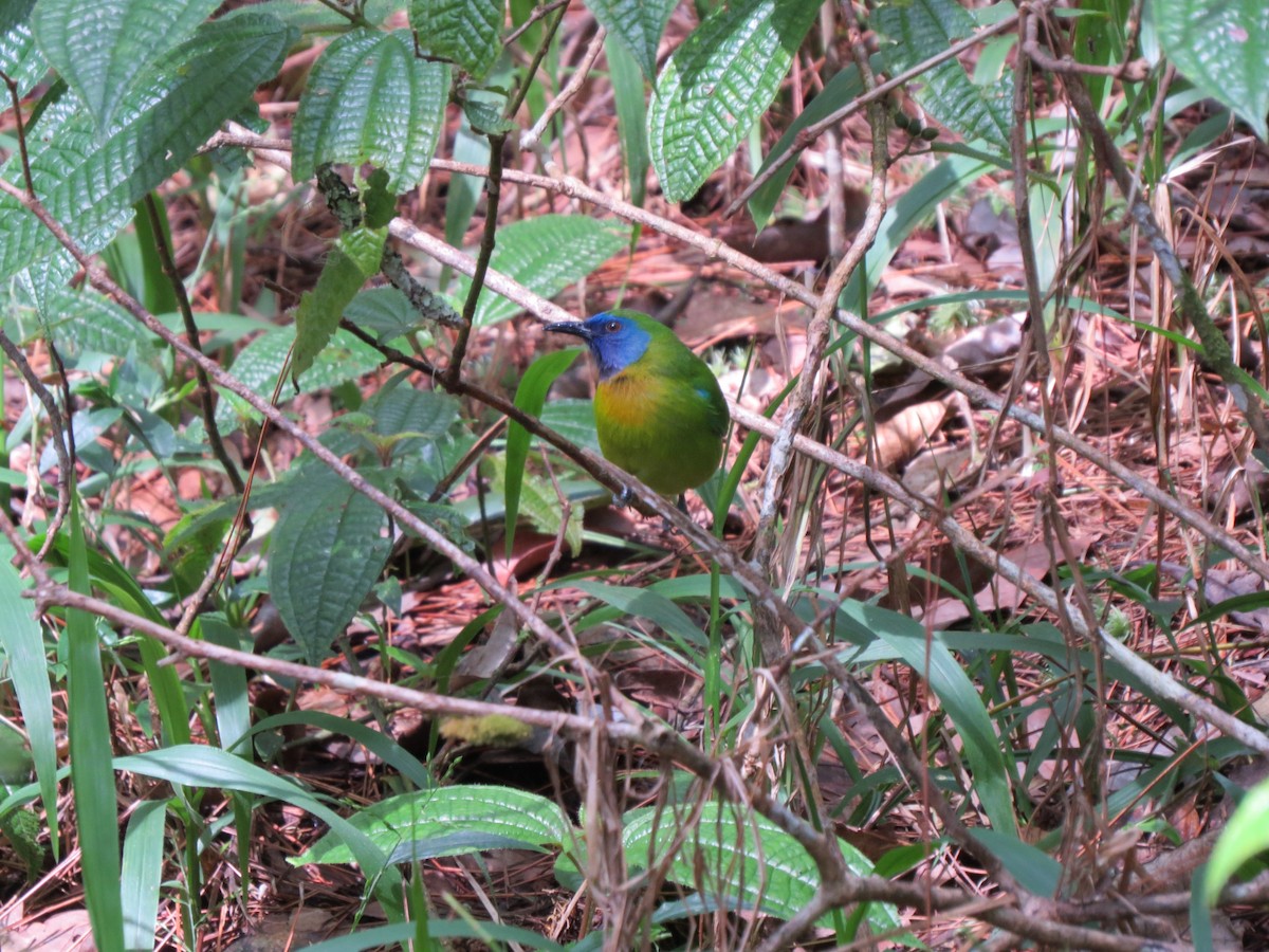 Blue-masked Leafbird - Tom Wheatley