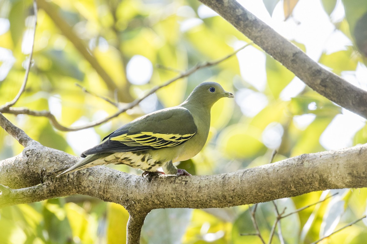 Gray-fronted Green-Pigeon - ML525116011