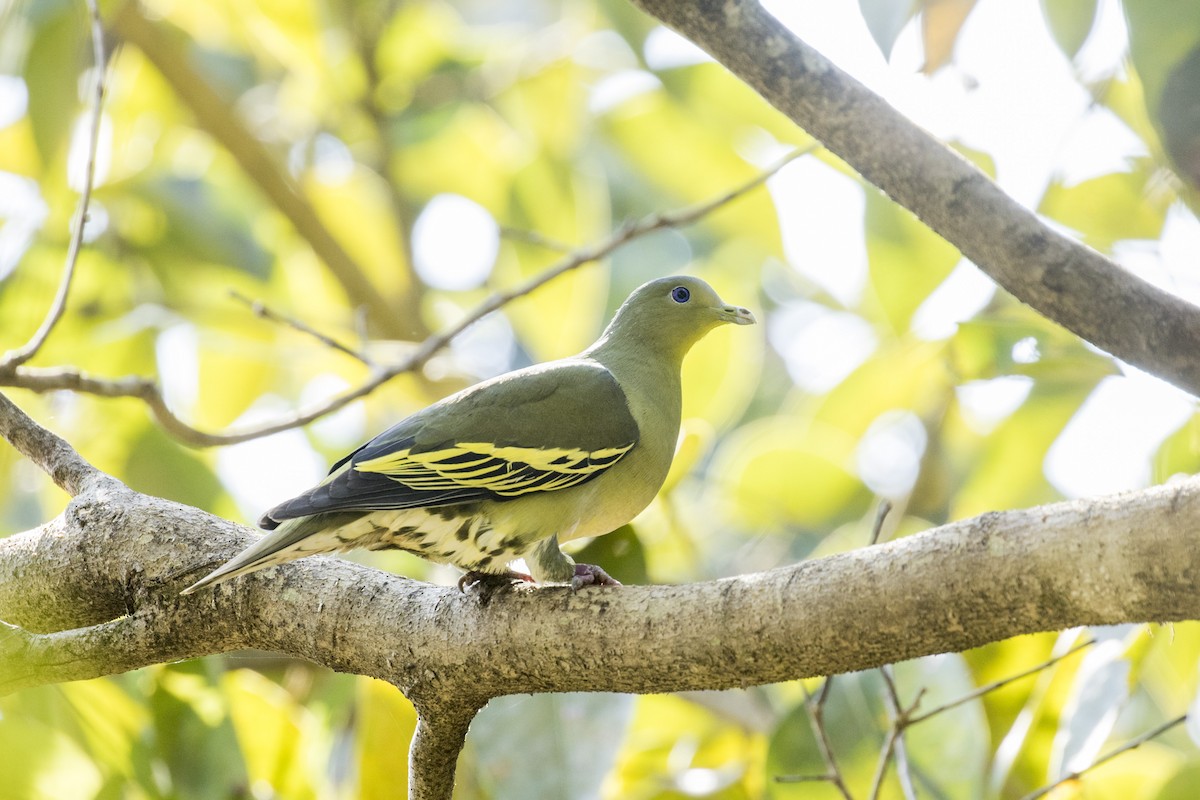 Gray-fronted Green-Pigeon - ML525116041