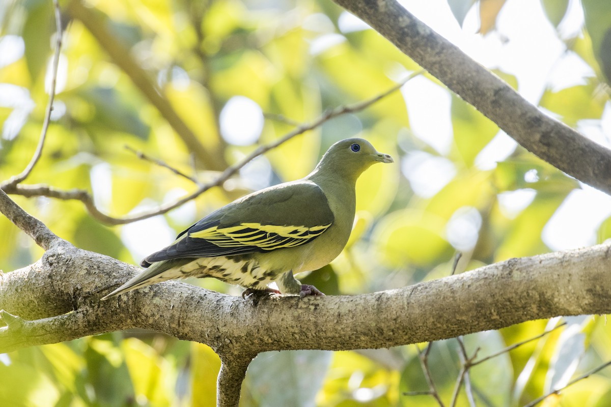 Gray-fronted Green-Pigeon - ML525116051
