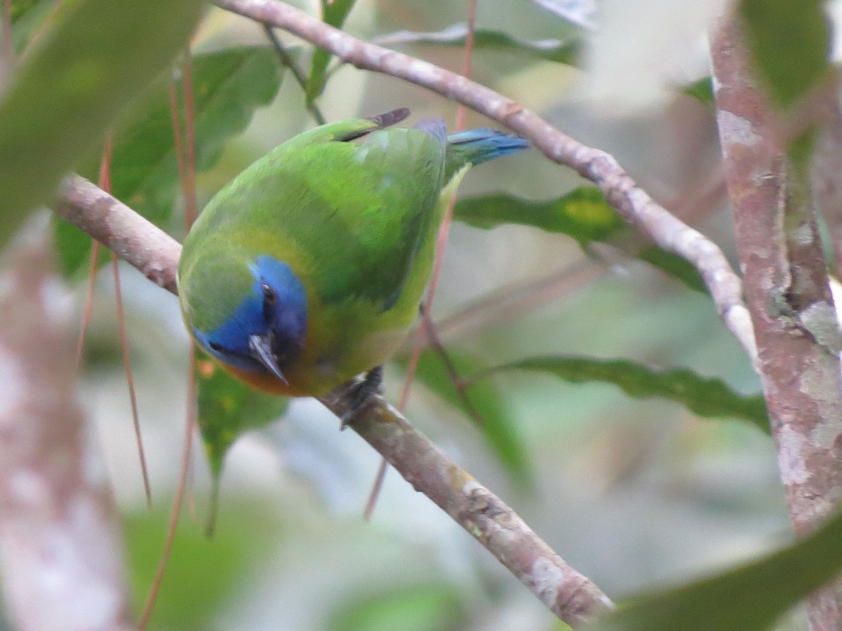 Blue-masked Leafbird - ML52511671