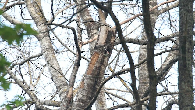 White-backed Woodpecker - ML525119621
