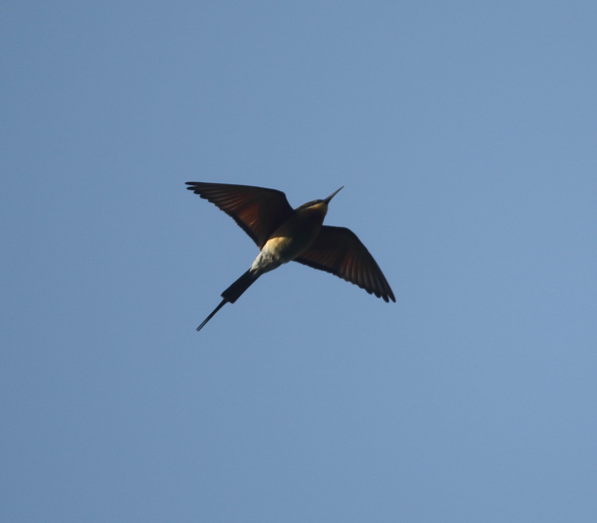 Blue-tailed Bee-eater - Savio Fonseca (www.avocet-peregrine.com)