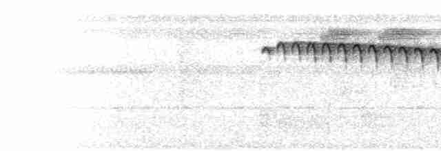  - Rufous-backed Stipplethroat (Rio Negro)