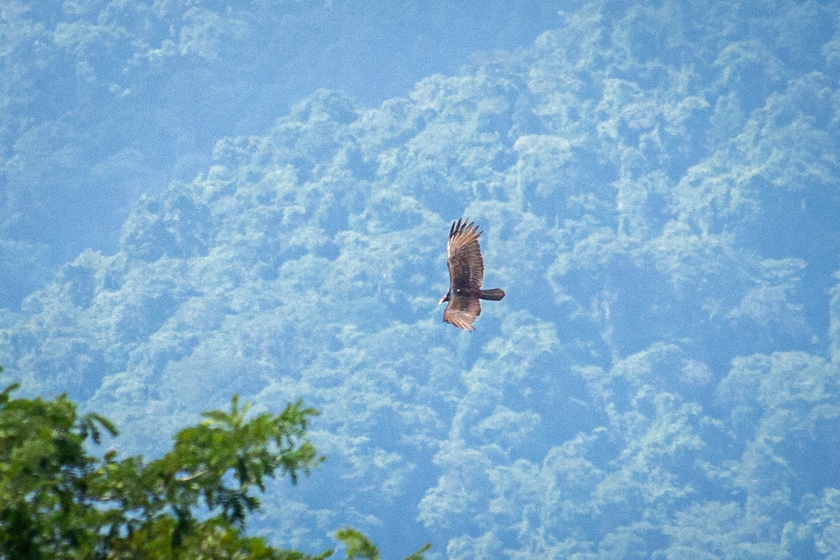 Turkey Vulture - ML525129991