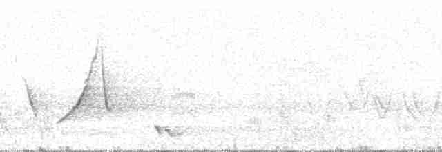 Büyük Kuyruksallayan Tiranı [budytoides grubu] - ML52513