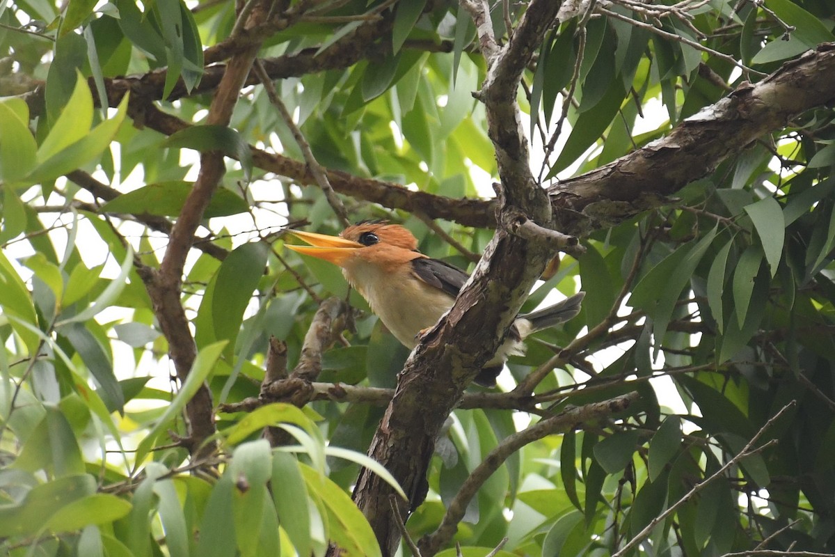 Yellow-billed Kingfisher - ML525130331
