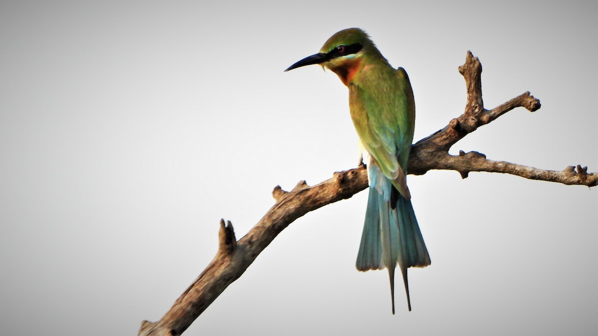 Blue-tailed Bee-eater - ML525130401