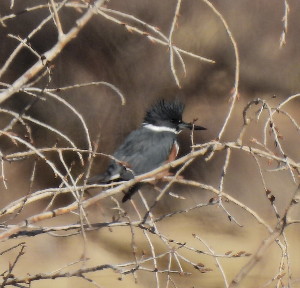 Belted Kingfisher - ML525130431
