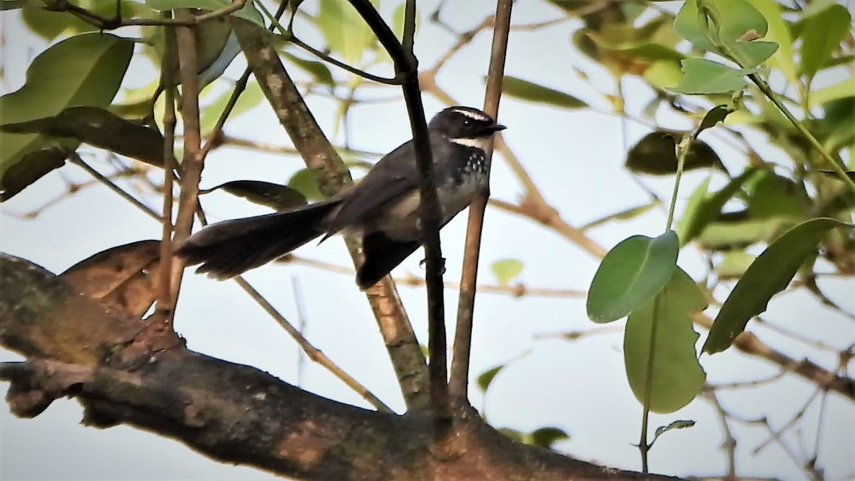 Spot-breasted Fantail - ML525130511