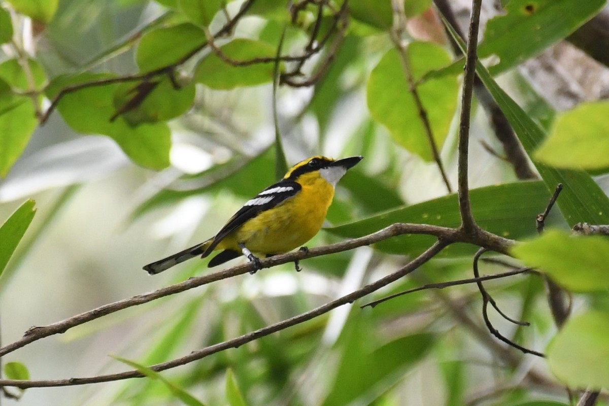 Yellow-breasted Boatbill - ML525131191