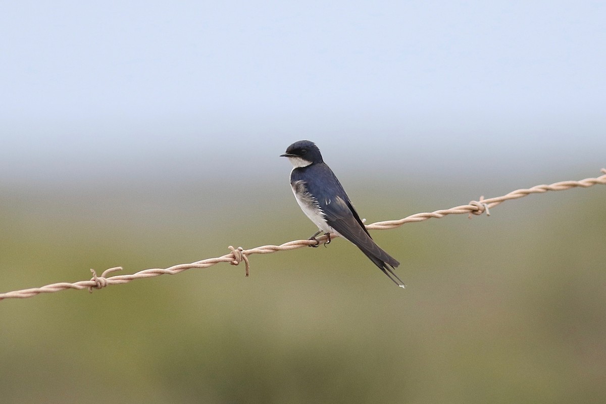 Pearl-breasted Swallow - ML525131651