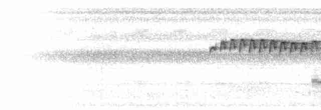  - Rufous-backed Stipplethroat (Yasuni)