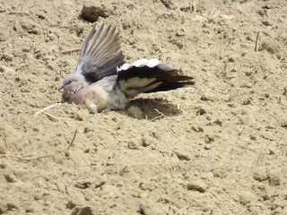 Spotted Dove, ML52513301