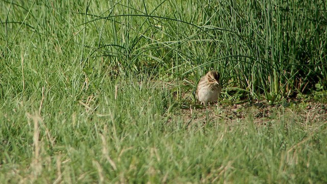 Savannah Sparrow (Savannah) - ML525134231