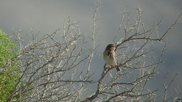 Savannah Sparrow (Savannah) - ML525135281