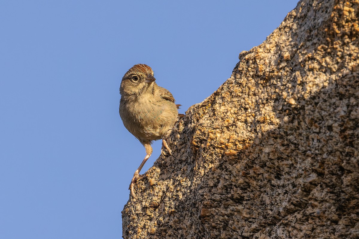 Rufous-crowned Sparrow - ML525135421