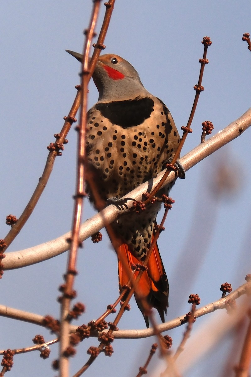 Northern Flicker (Red-shafted) - ML525136291