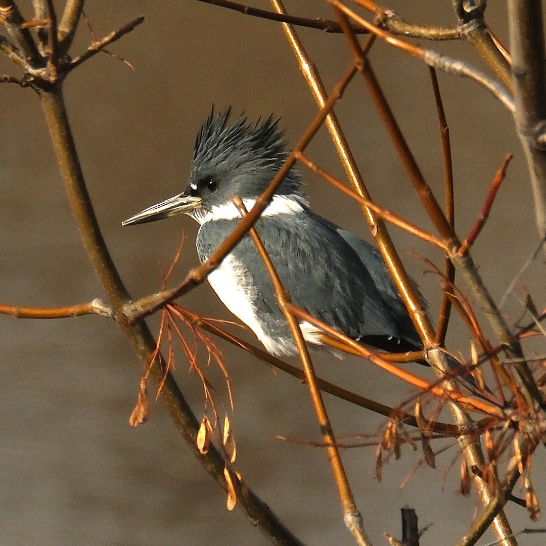 Belted Kingfisher - ML525136841