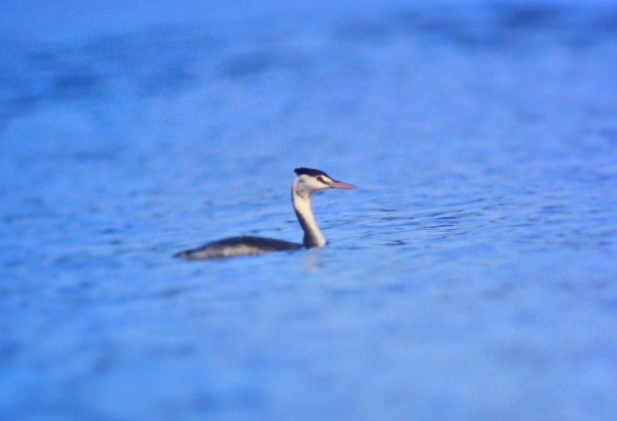 Great Crested Grebe - ML525138211