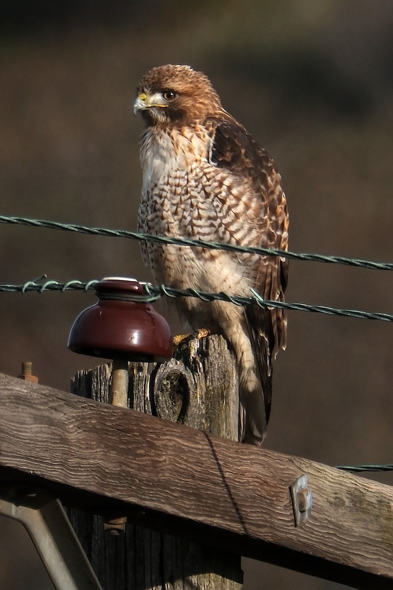 Red-tailed Hawk - ML525138221