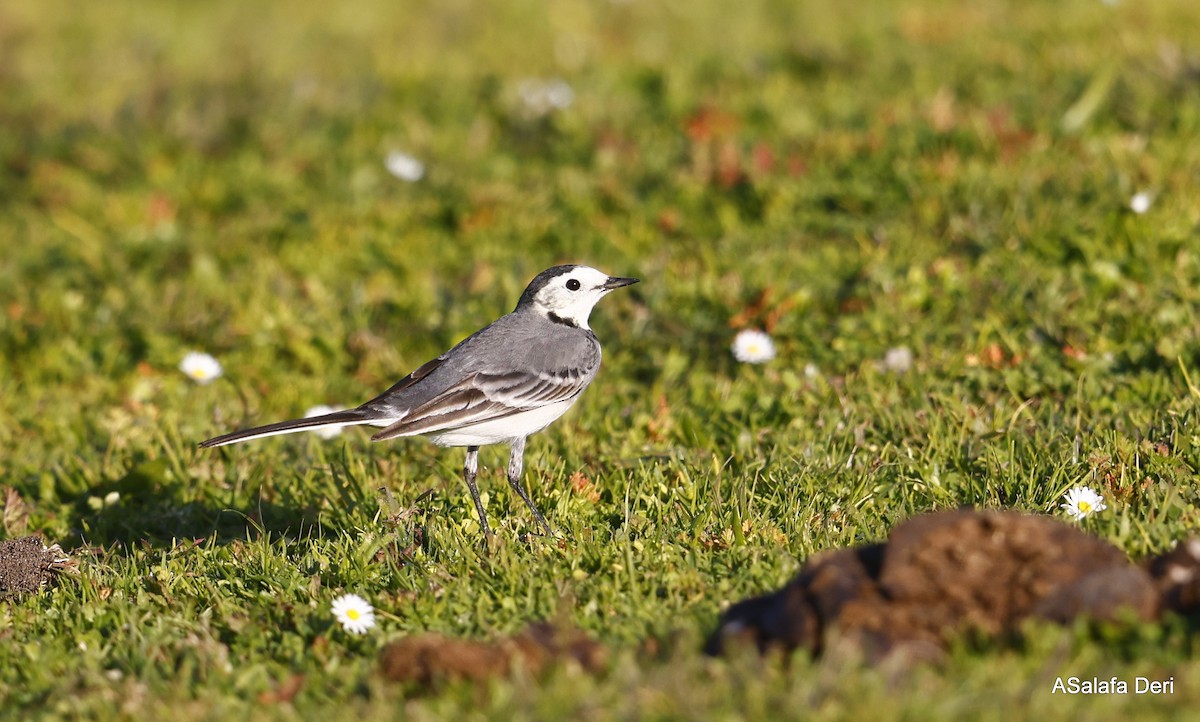 White Wagtail (White-faced) - ML525141191