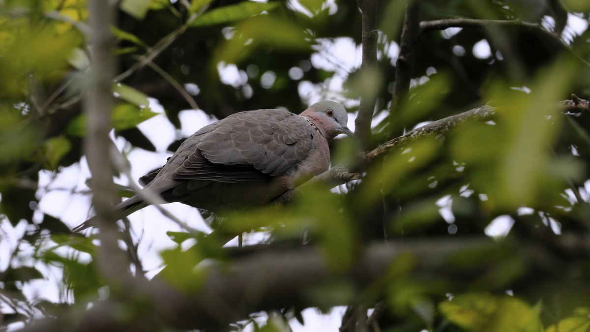Spotted Dove - ML525149061