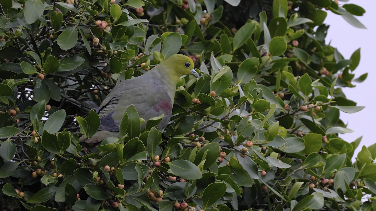White-bellied Green-Pigeon - ML525149151