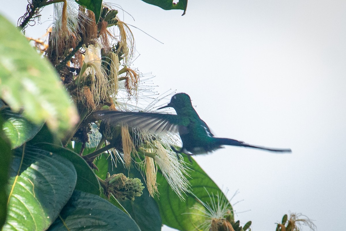 Long-tailed Sylph - ML525150491