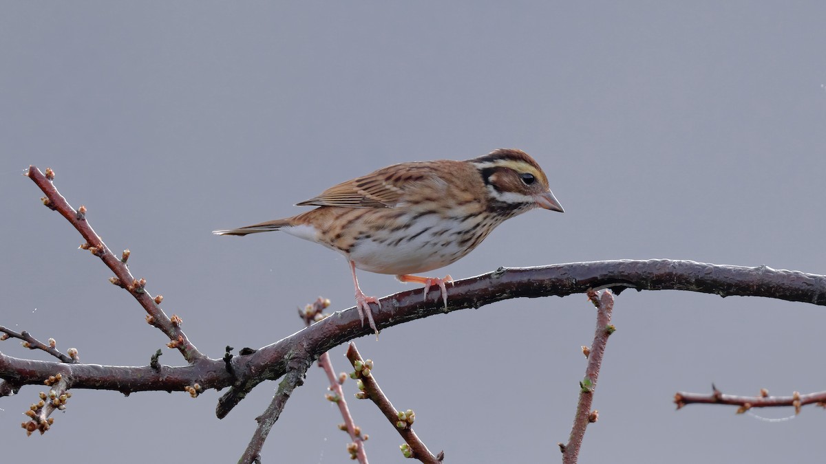 Yellow-browed Bunting - ML525152921