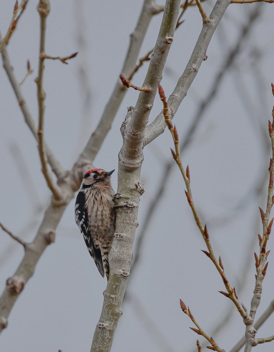 Lesser Spotted Woodpecker - Christos Christodoulou