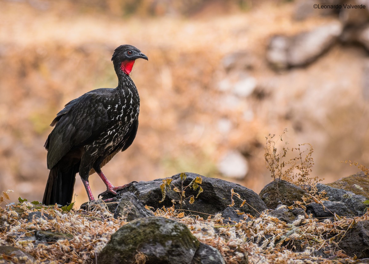 Crested Guan - ML525157131
