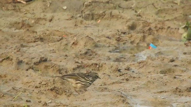 Rosy Pipit - ML525157831
