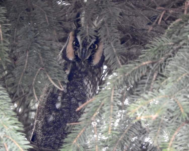 Long-eared Owl - ML525158221