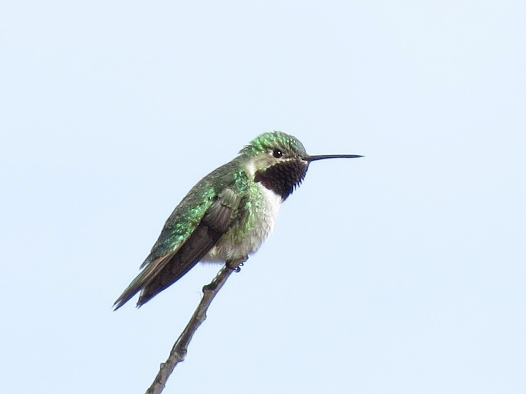 Broad-tailed Hummingbird - Sharyn Isom