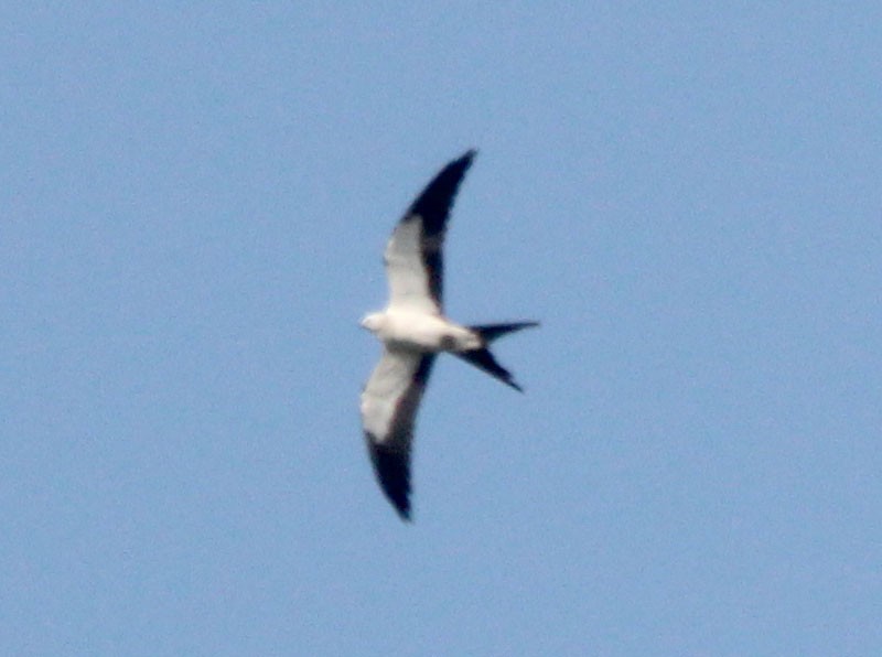 Swallow-tailed Kite - ML525165961