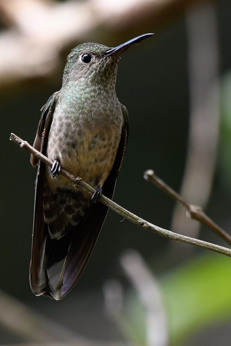 kolibřík skvrnitoprsý - ML525167251