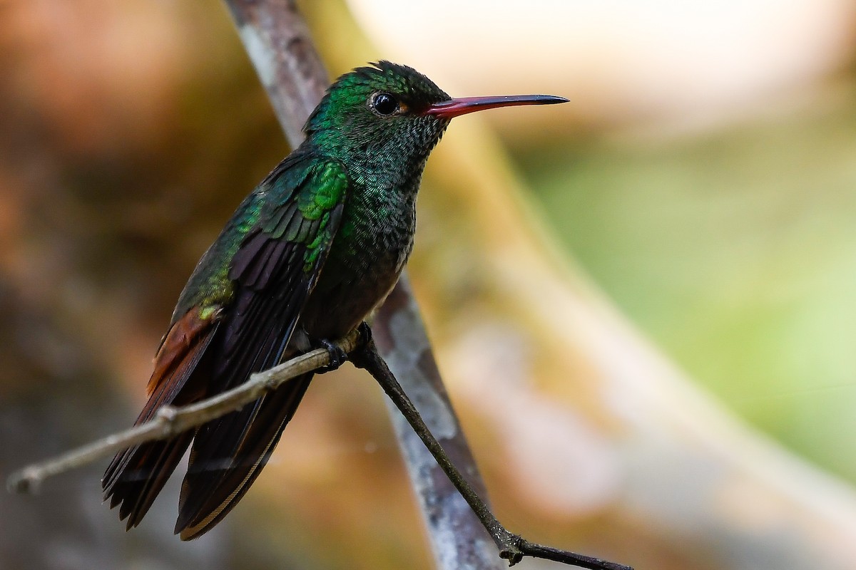 Rufous-tailed Hummingbird - ML525167371