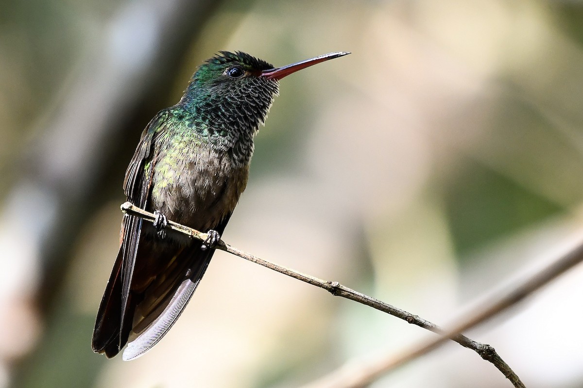 Rufous-tailed Hummingbird - ML525167471