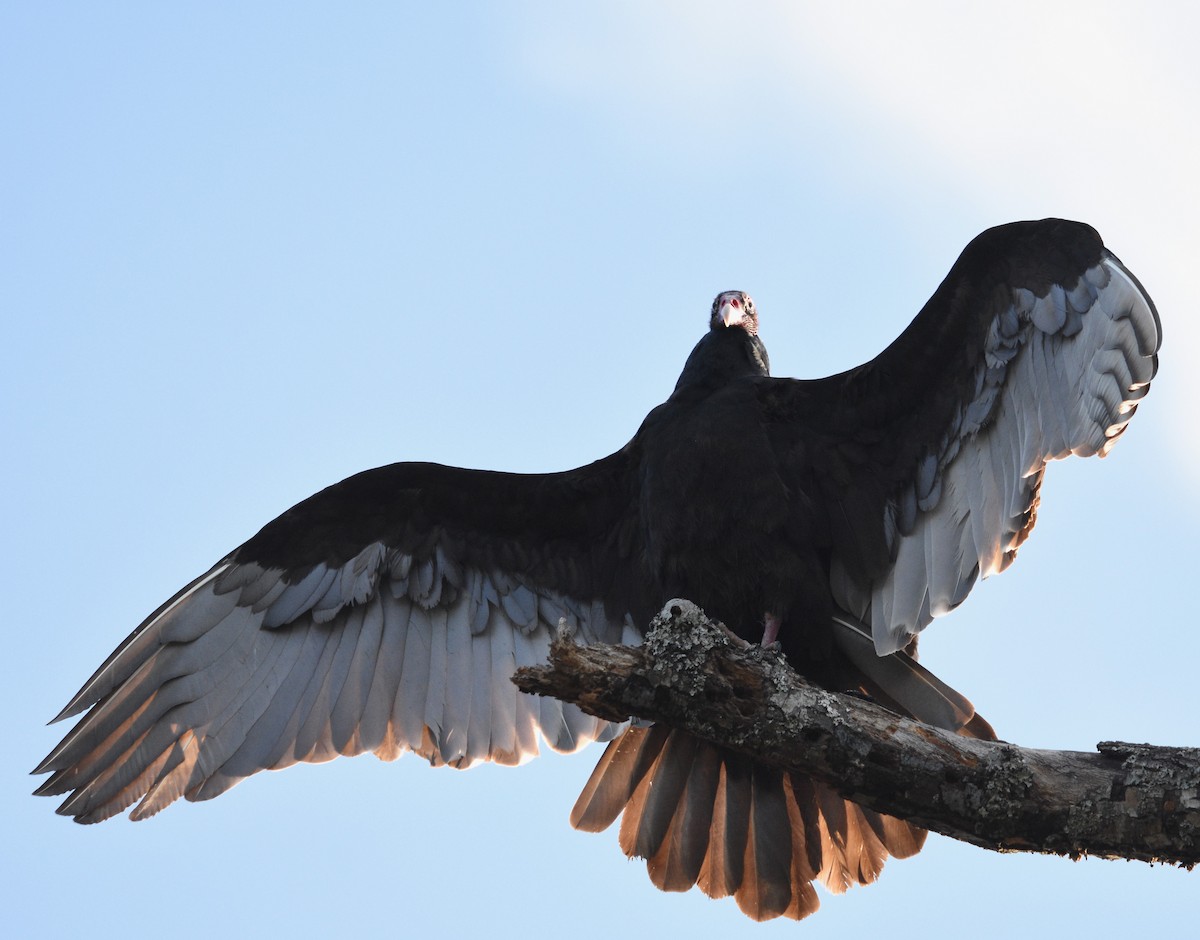 Turkey Vulture - Ronan Pangie