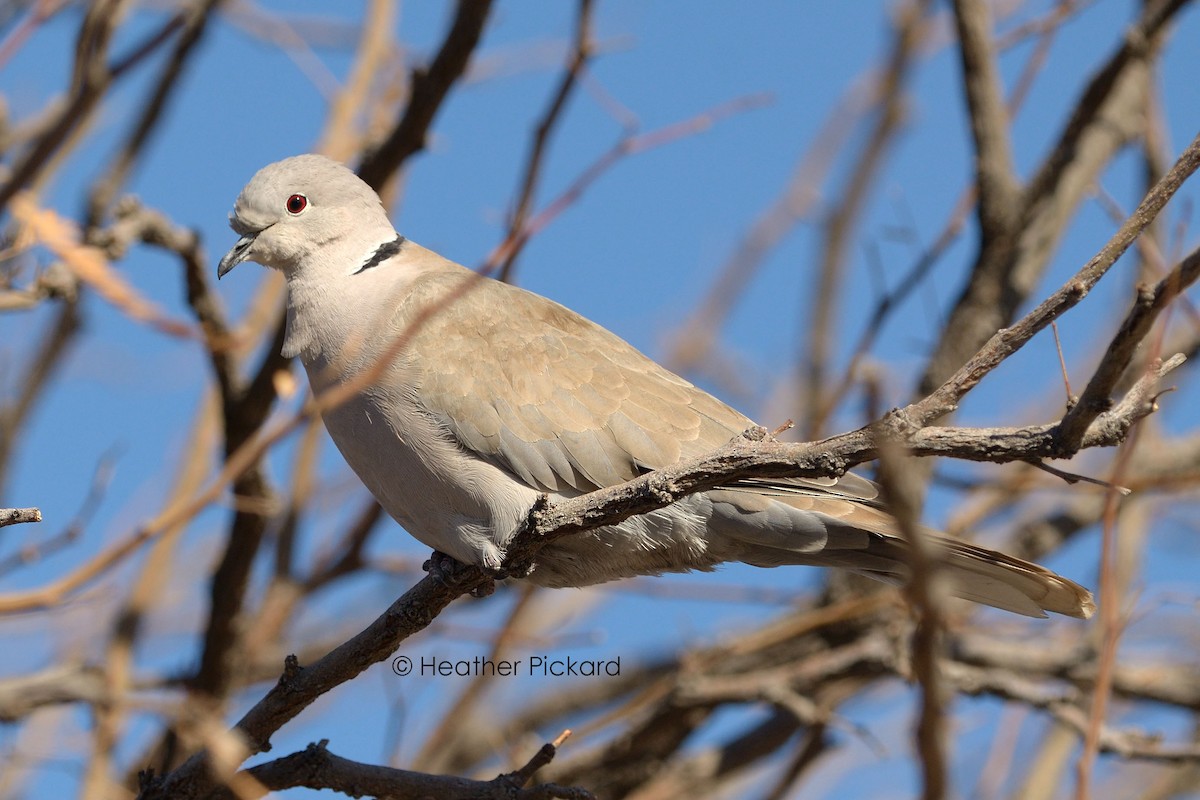 Eurasian Collared-Dove - Heather Pickard