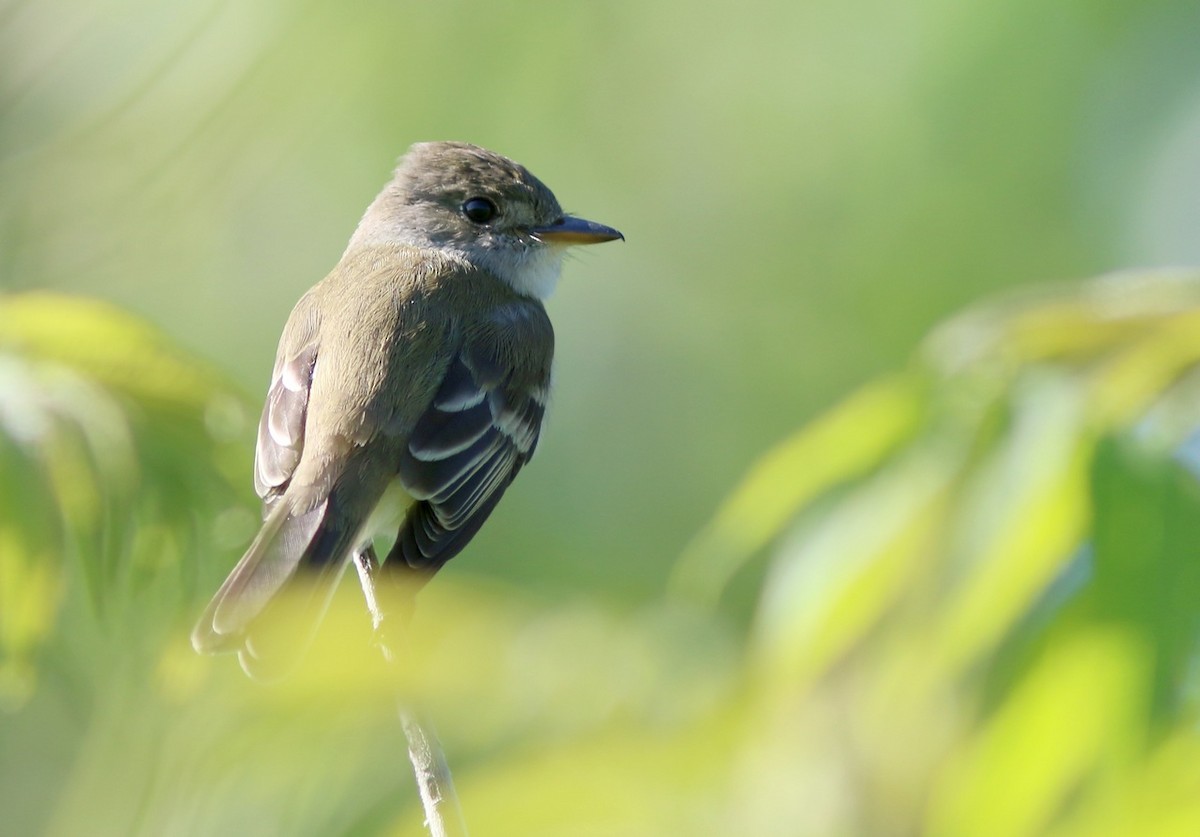 Willow Flycatcher - Yves Gauthier (Mtl)